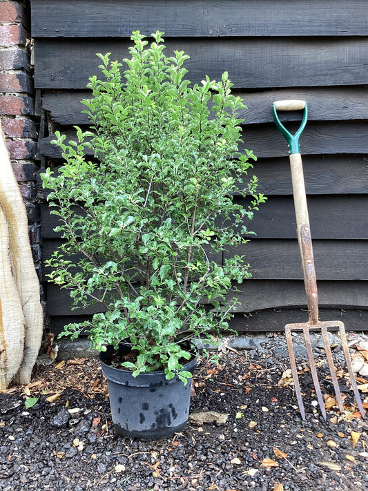 Pittosporum Arundel Green - 100-120cm, 10lt