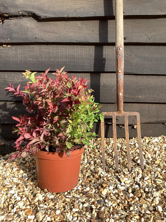 Spiraea japonica 'Goldflame' - 10-30cm, 2lt