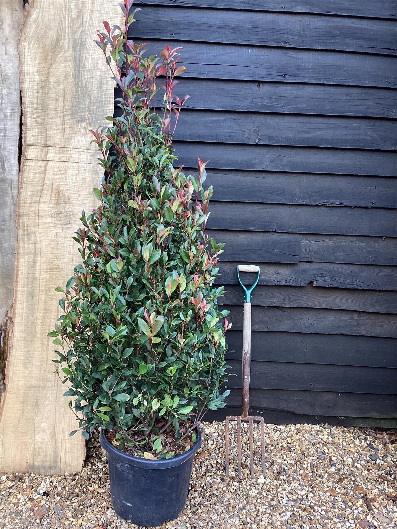 Photinia Red Robin - Compacta - Cone - 180cm, 35lt