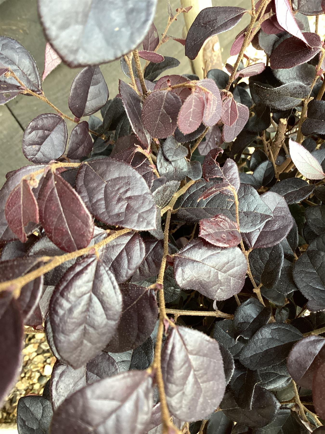 Loropetalum chinense Black Pearl - 1/4 Standard - 90cm