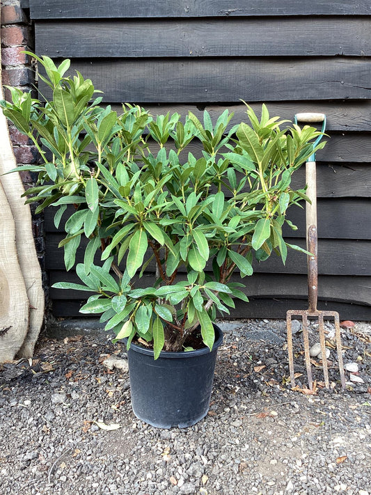 Rhododendron Helrood Red - 60-80cm, 15lt