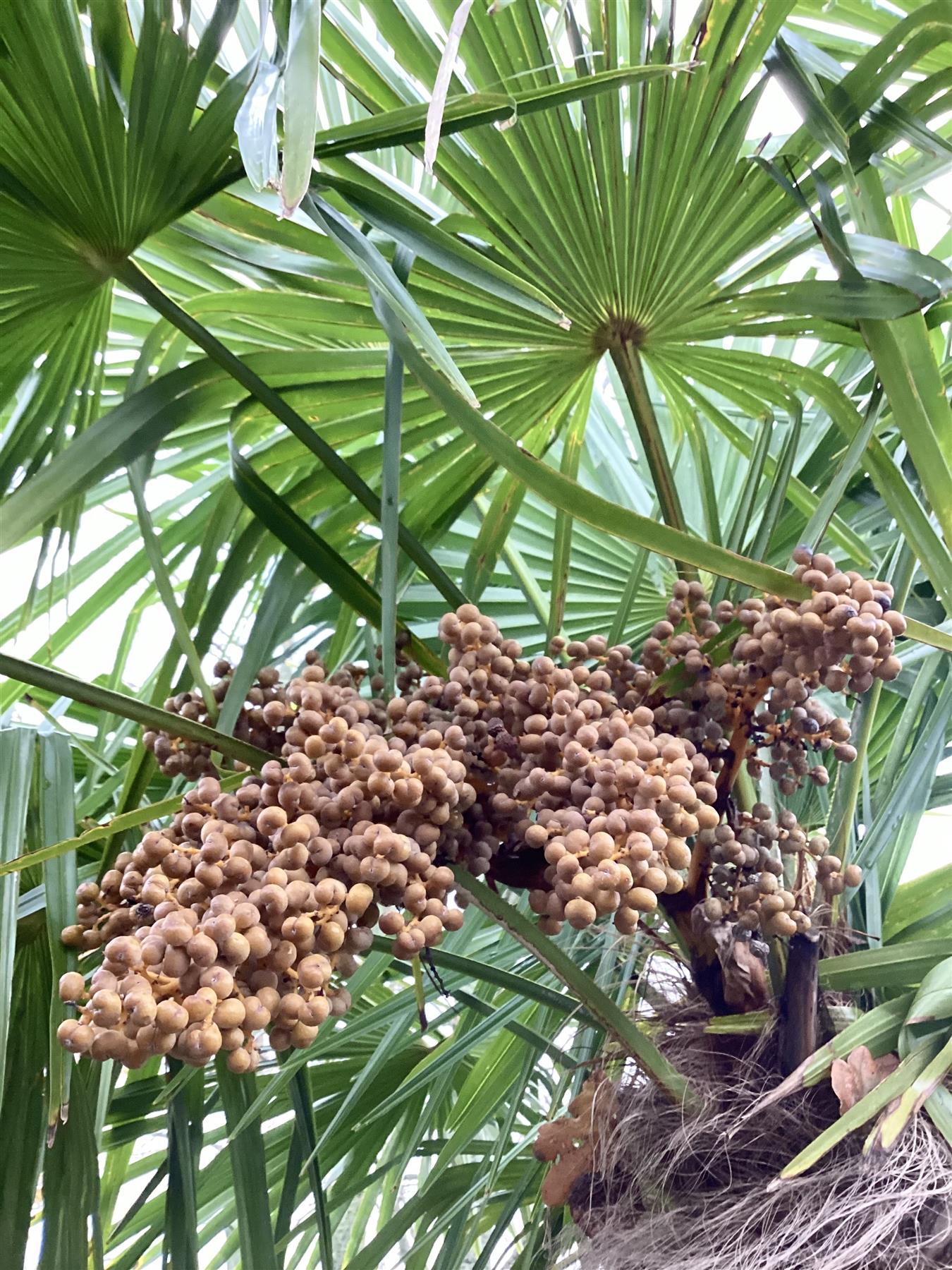 Trachycarpus fortunei | Chusan Palm - 200-250cm, 150lt