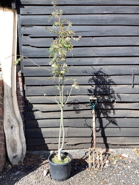 Sorbus cashmiriana | Kashmir Rowan 1/2 std, Clear Stem - 120-150cm, 10lt