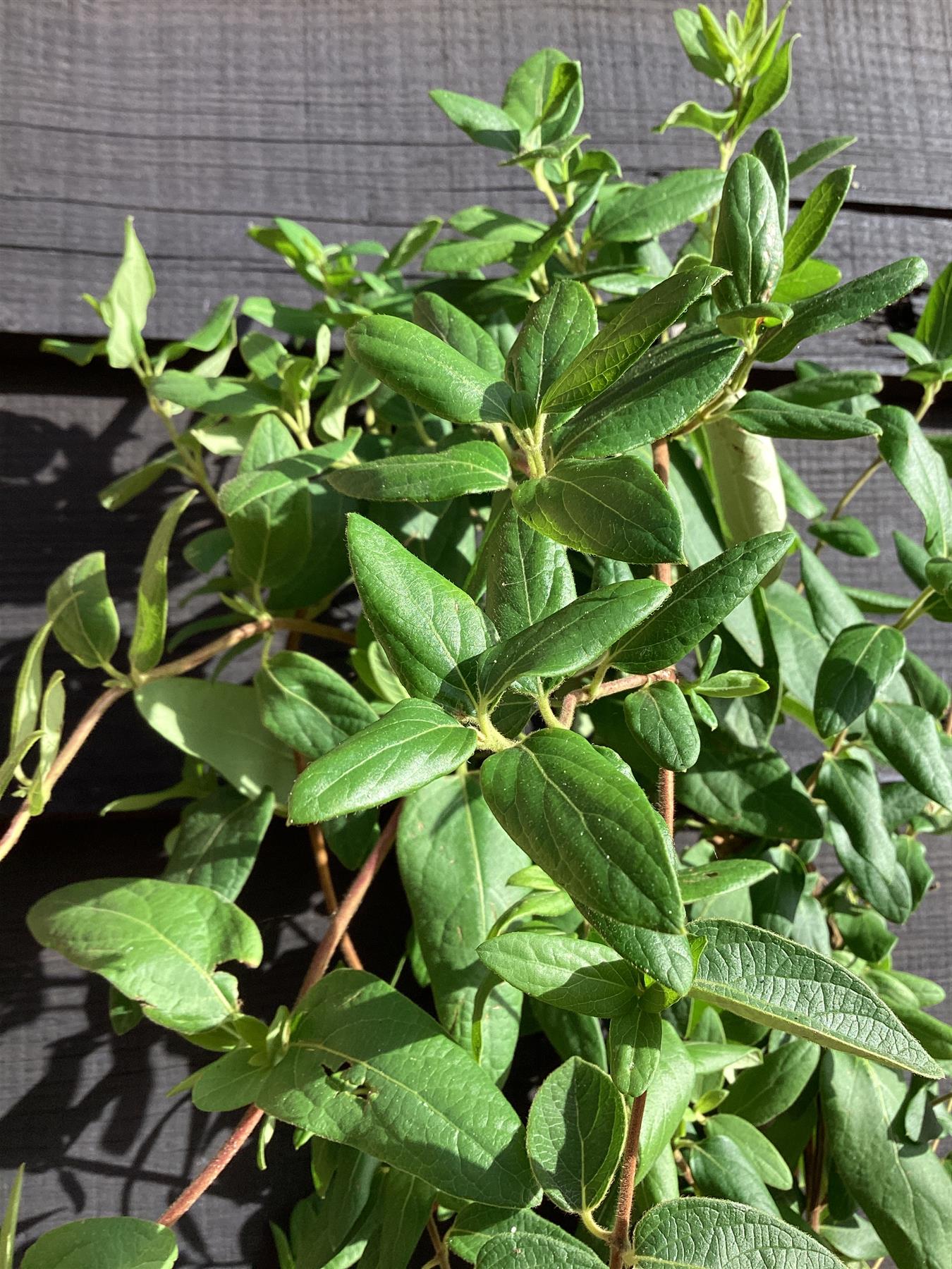 Lonicera periclymenum | Early Dutch Honeysuckle - 190-200cm, 3lt