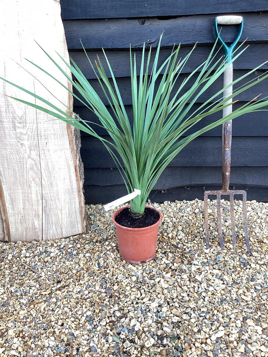 Cordyline indivisa | Mountain Cabbage Tree - 90-100cm, 5lt