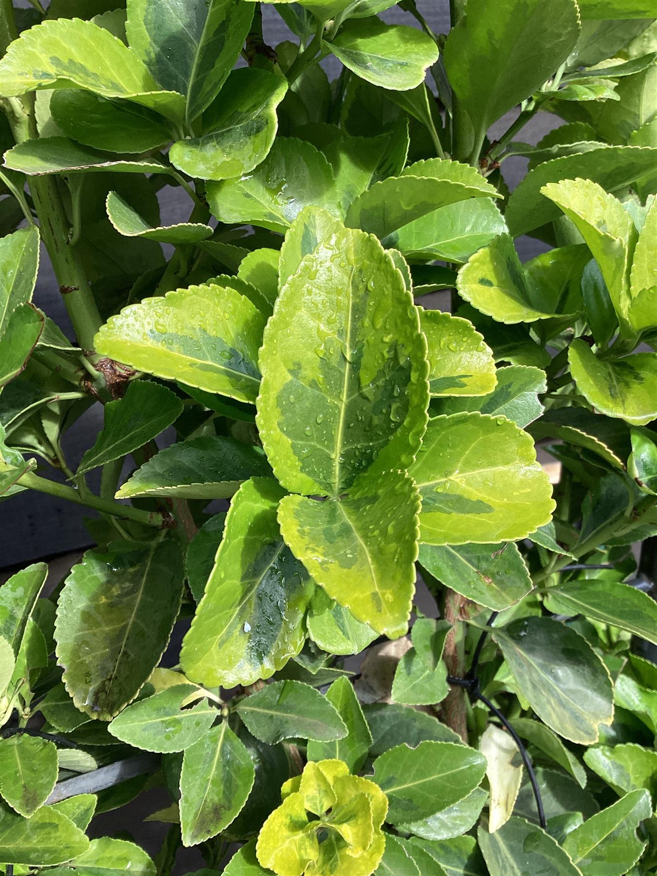 Euonymus japonicus 'Aureus' | Spindle 'Ovatus Aureus' - Frame- 130-140cm, 20lt