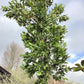 Laurus nobilis tree | Bay Tree - Girth 22-24cm - 430-450cm - 90lt