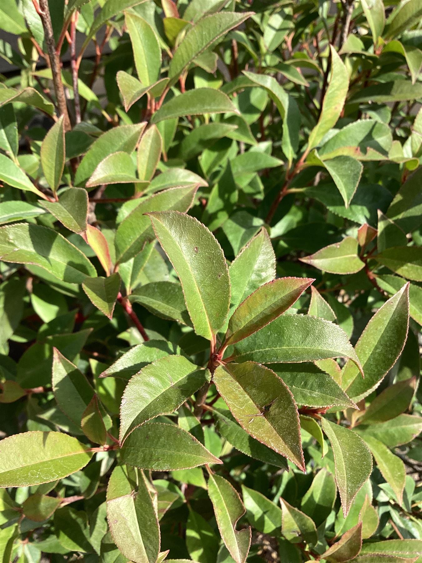 Photinia Red Robin - Compacta - 100-120cm, 15lt