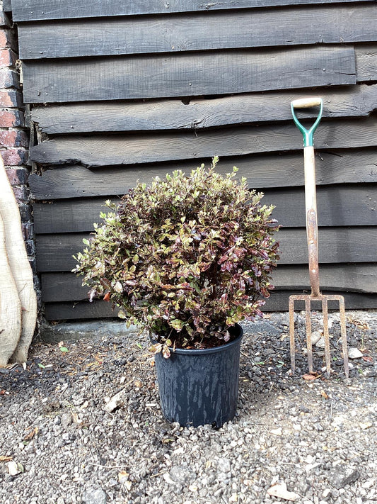 Pittosporum Tom Thumb - 60-80cm, 10lt