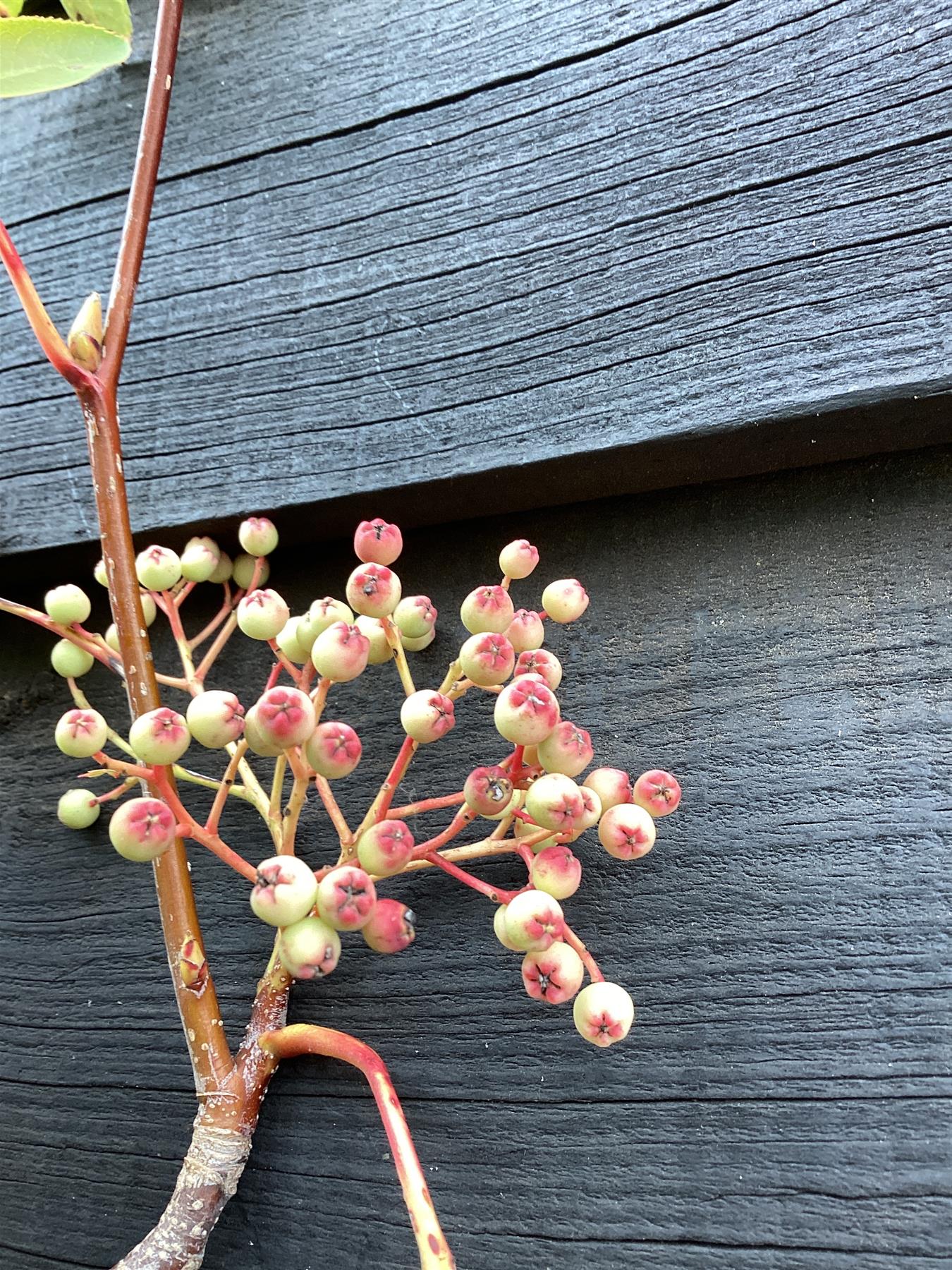 Sorbus hupehensis | Hupeh Mountain Ash - 320-360cm, 30lt