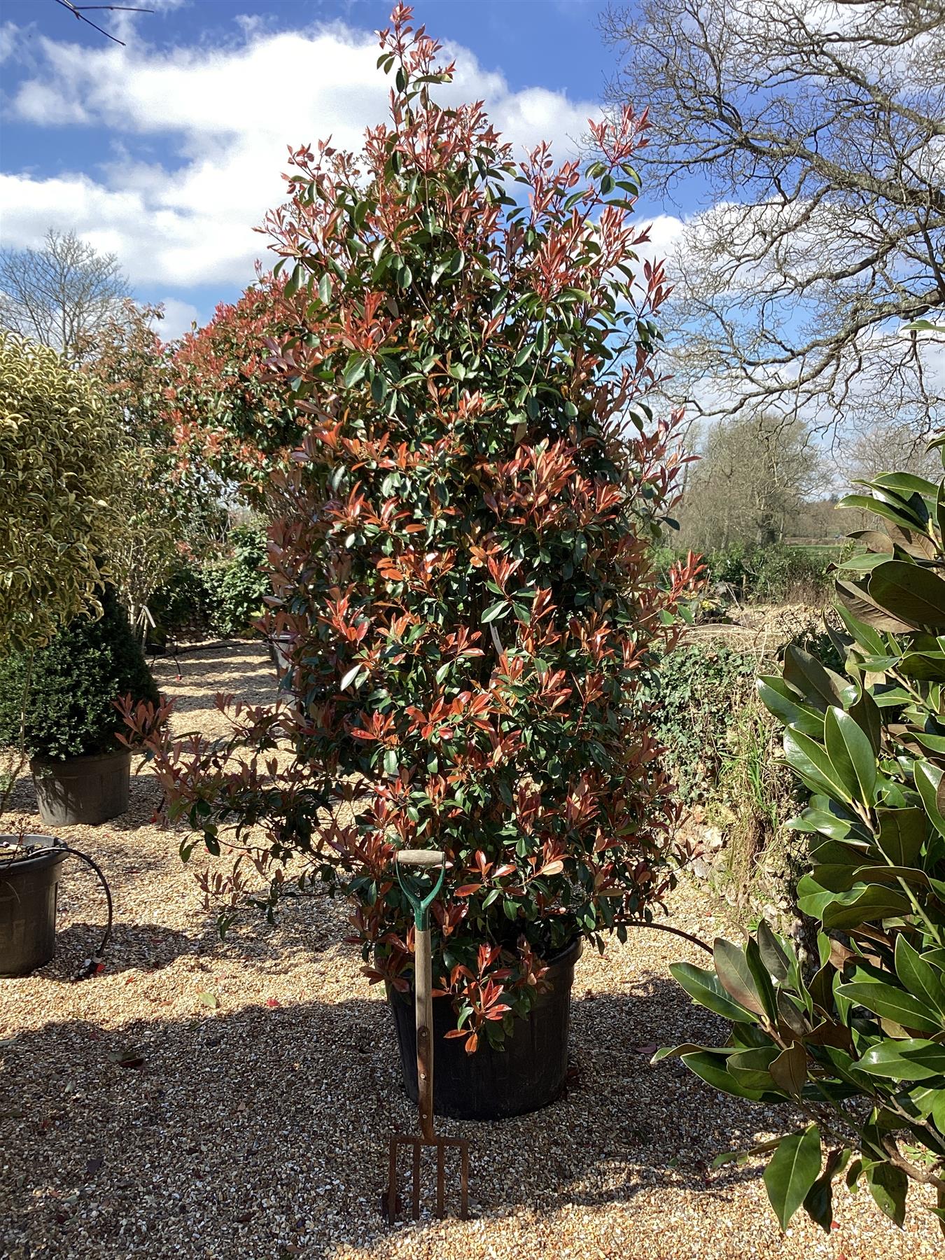 Photinia Red Robin - 220-230cm - 110lt