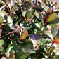 Photinia Little Red Robin | Christmas berry 'Little Red Robin' - 1/2 Std Clear Stem - 150-160cm, 15lt