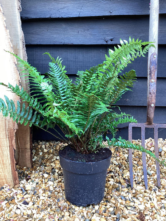 Dryopteris atrata | Black Fern - 55-60cm, 5lt