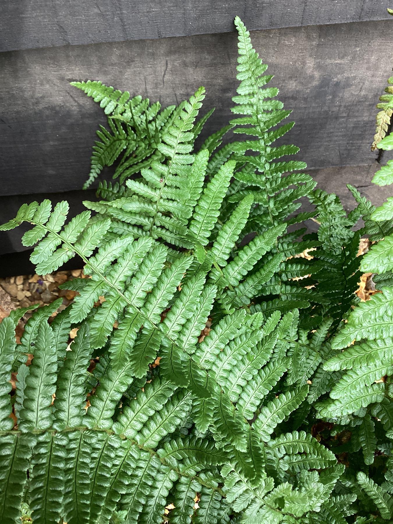 Dryopteris affinis | Golden Shield Fern - Pinderi - 55-60cm, 5lt ...