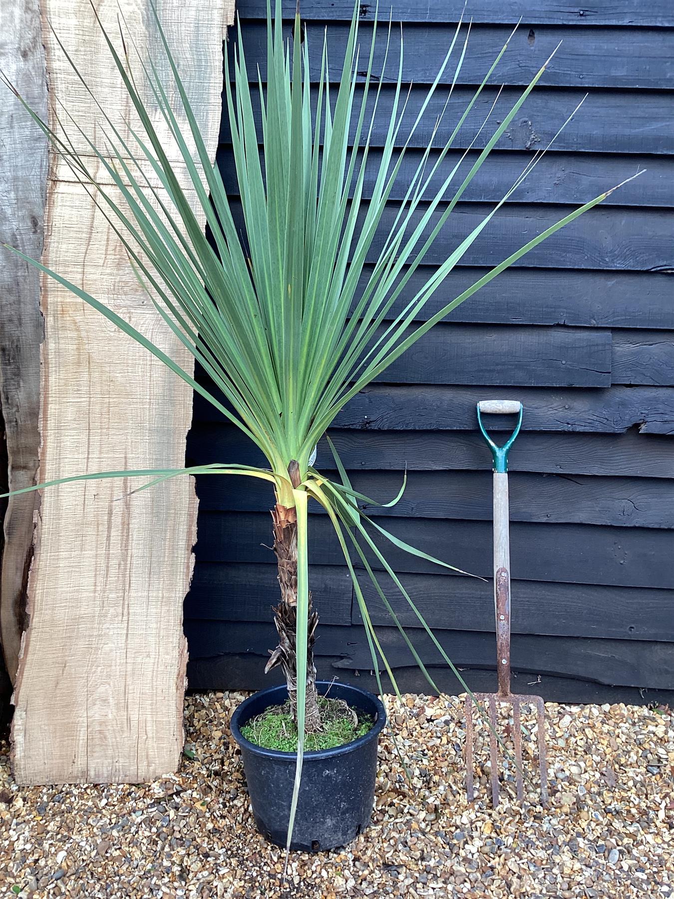 Cordyline australis | Cabbage palm - 17lt