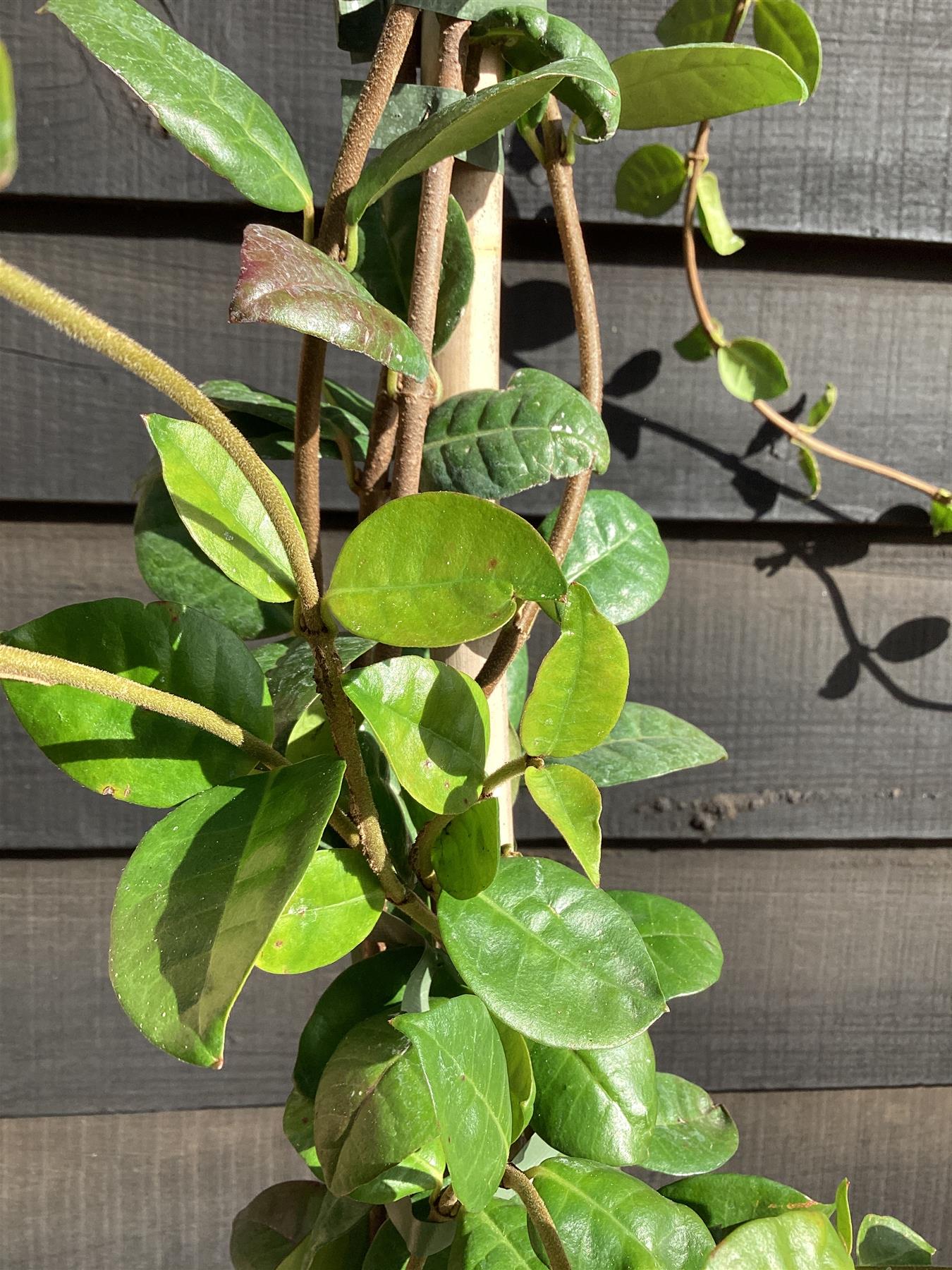 Trachelospermum jasminoides - Cane - 210-220cm, 10lt