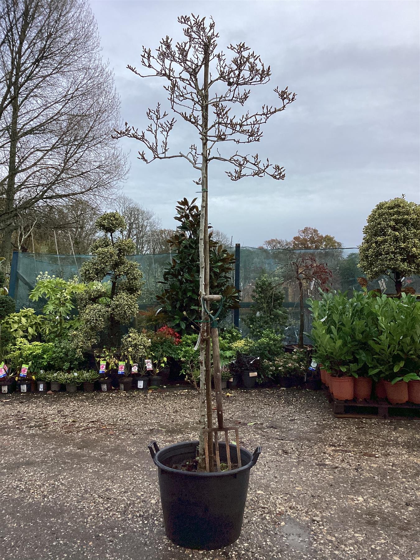 Magnolia Stellata - 100-150cm, 50lt