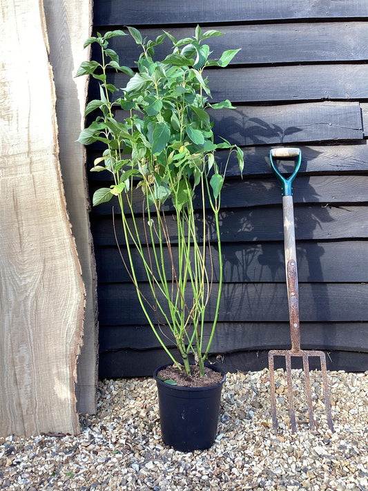 Cornus alba 'Flaviramea' | Golden-twig Dogwood - 40-70cm, 5lt