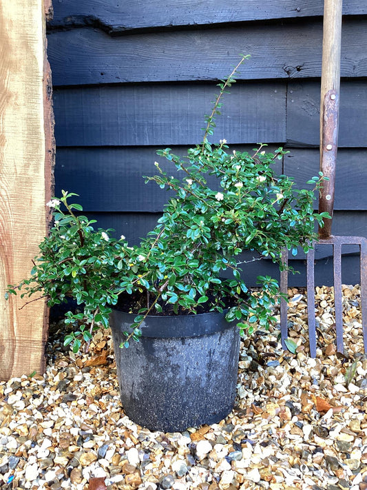 Cotoneaster 'Skogholm' - 50-80cm, 10lt