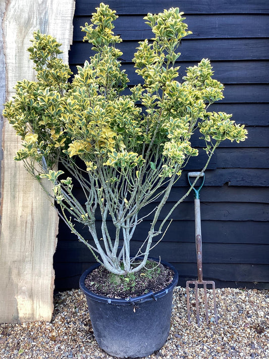 Euonymus Japonicus 'Aureomarginatus' - 50/70cm, 10lt