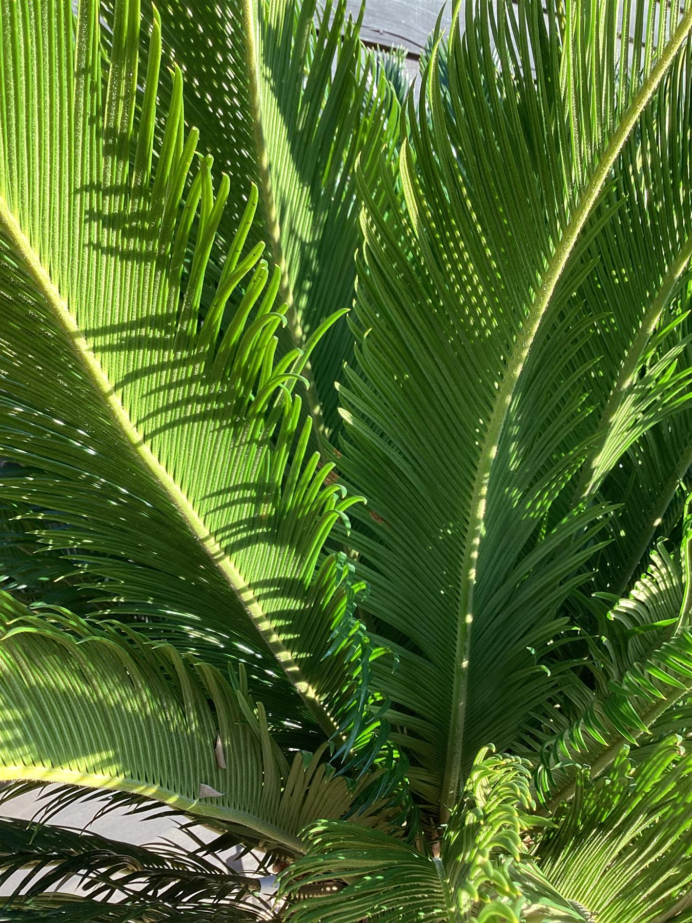 Cycas revoluta | King sago palm - 190-200cm - 70cm