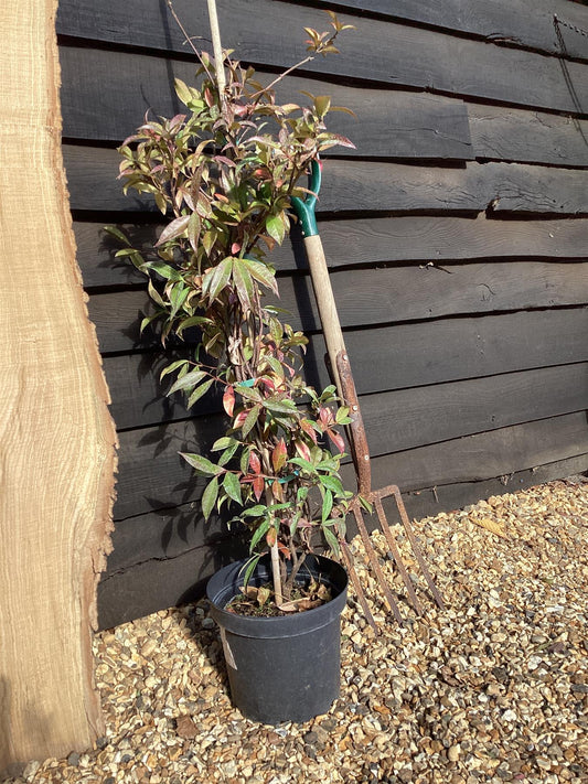 Trachelospermum jasminoides - 150-175cm, 5lt