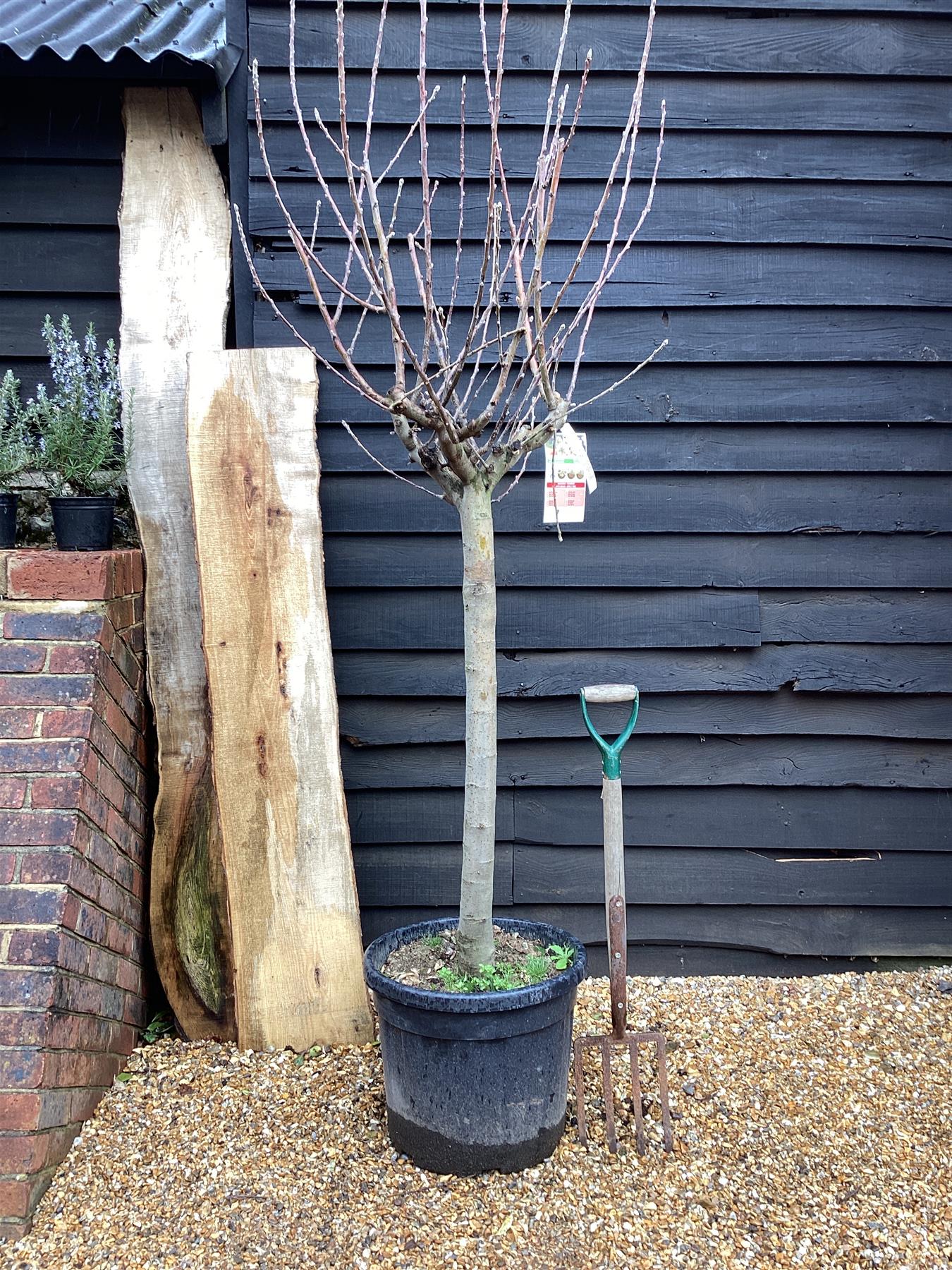 Apple tree 'Reinette Grise' | Malus domestica - Girth 18-20cm - 200-220cm - 50lt