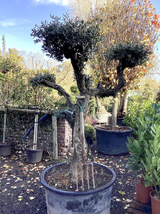 Olea Europea Cloud Tree | Common Olive - 5 Clouds -170-180cm, 285lt