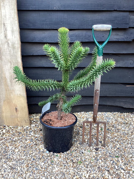 Araucaria araucana | Monkey Puzzle - 110-120cm - 15lt