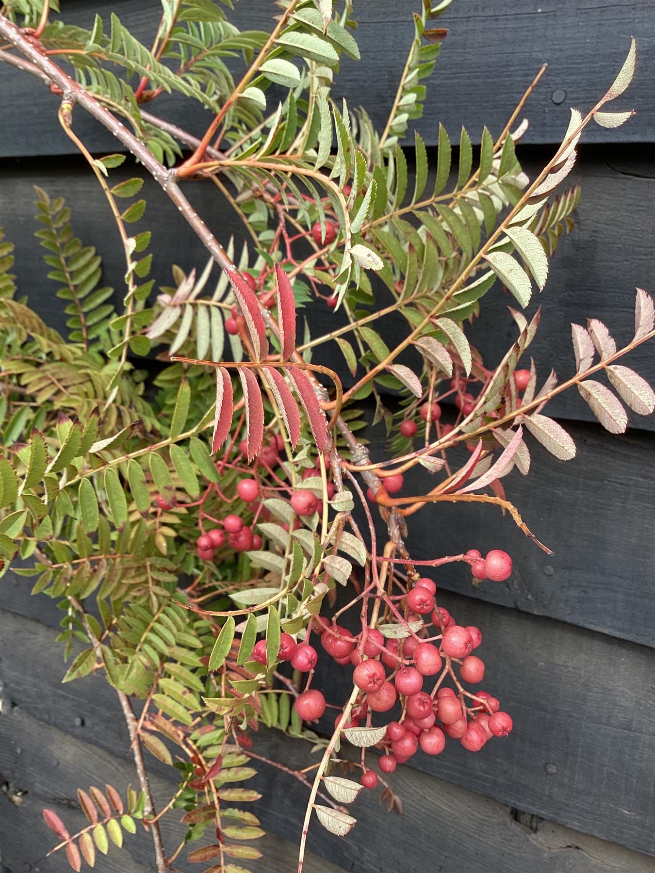 Sorbus vilmorinii | Vilmorin's Rowan 1/2 std, Clear Stem - 180-200cm, 30lt