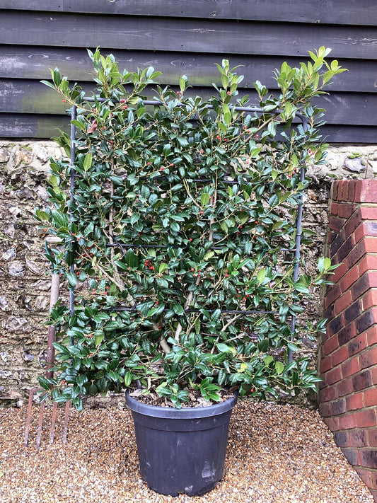 Ilex 'Nellie R. Stevens' | Holly 'Nellie R. Stevens' - Frame - 160 cm - 45lt