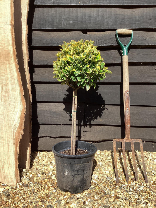 Euonymus japonicus 'Aureus' | Spindle 'Ovatus Aureus' - 100cm, 10lt