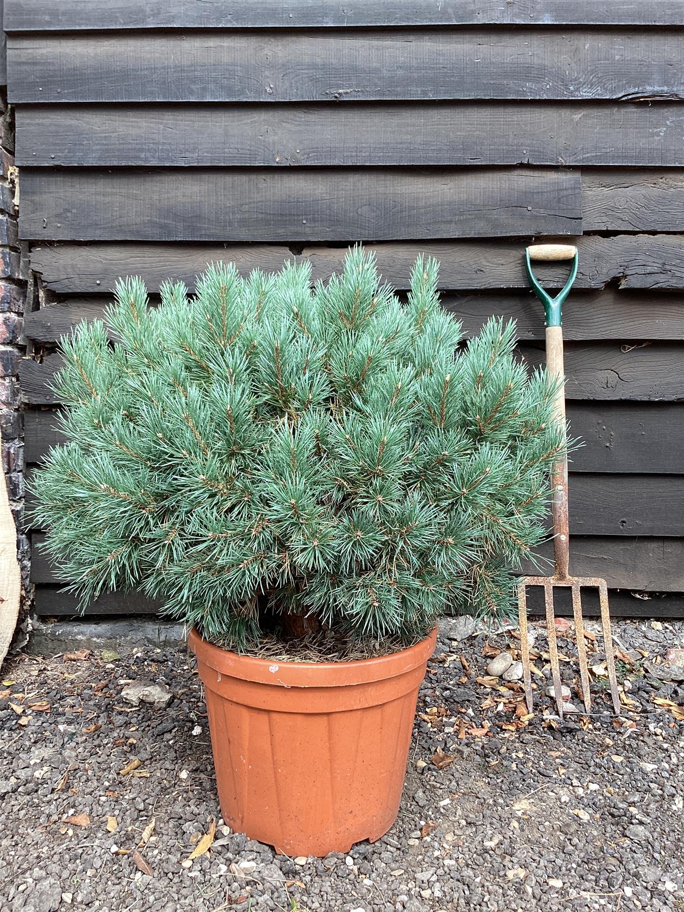 Pinus pinea | Stone pine - 35lt