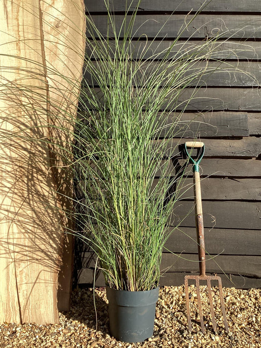 Miscanthus sinensis 'Gracillimus' | Eulalia 'Gracillimus' - 55-65cm, 10lt