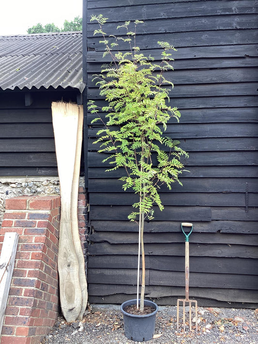 Sorbus aucuparia | European Mountain Ash 1/2 std, Clear Stem - 150-180cm, 20lt