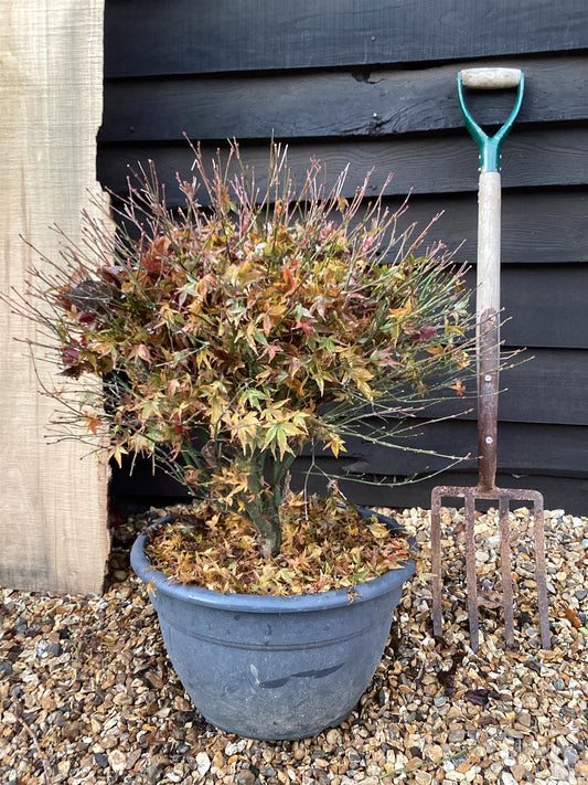 Acer palmatum Koyama | Snowflake Japanese Maple - Bowl - 50-60cm, 35lt