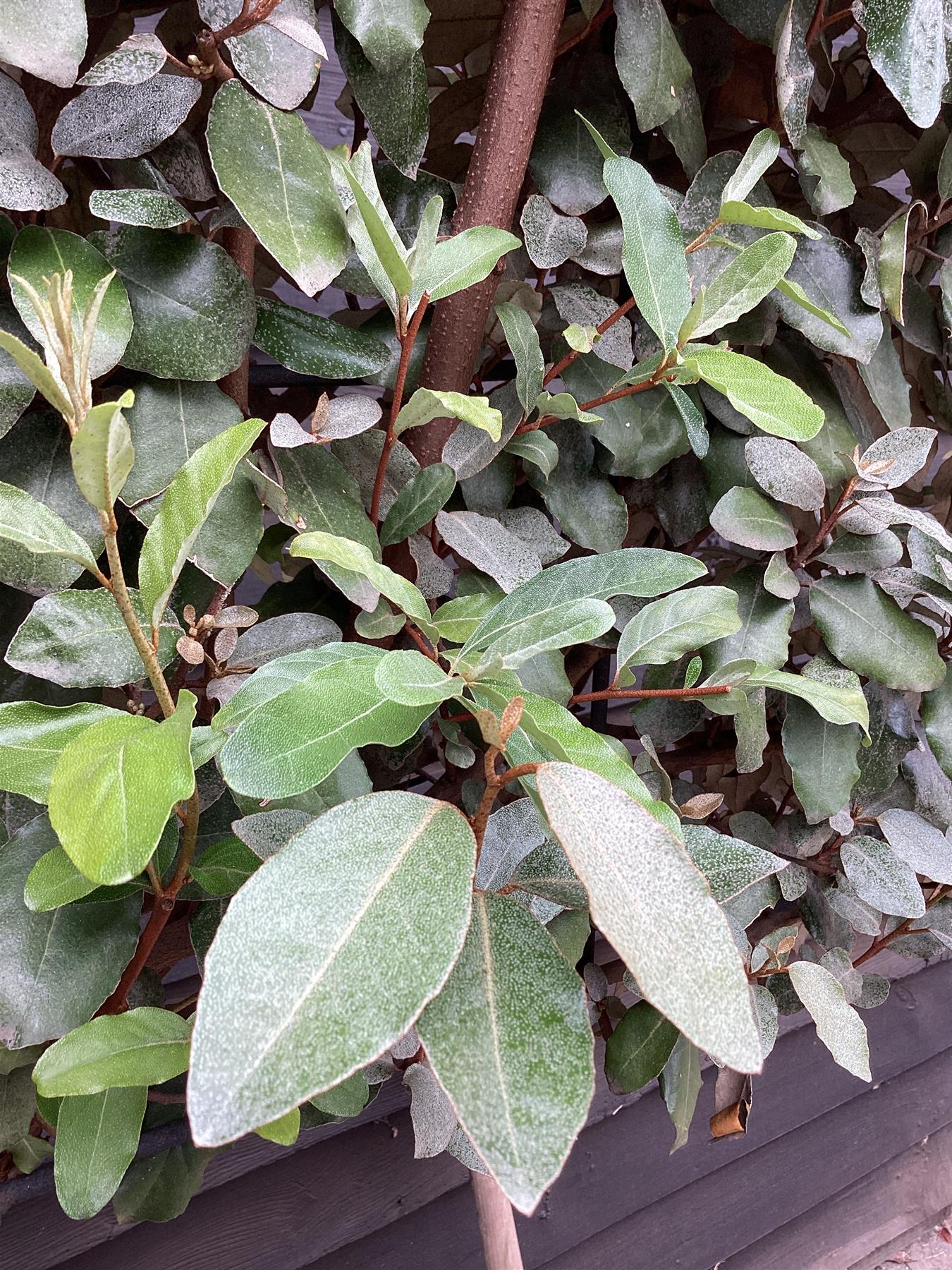 Elaeagnus ebbingei | Ebbing's Silverberry - Metal Frame - 90-110cm, 35lt