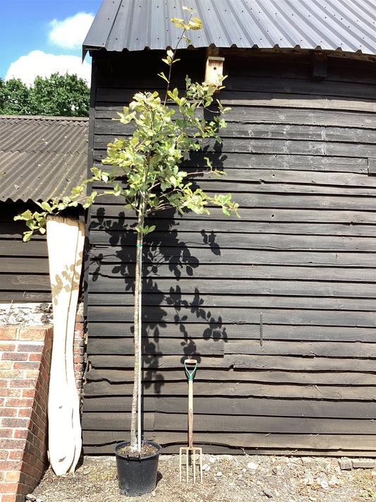 Sorbus aria 'Lutescens' | Mountain Ash ‘Lutescens’ 1/2 std, Clear Stem - 200-240cm, 50lt