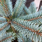 Picea pungens 'Super Blue' | Colorado spruce - 90-100cm, 15lt
