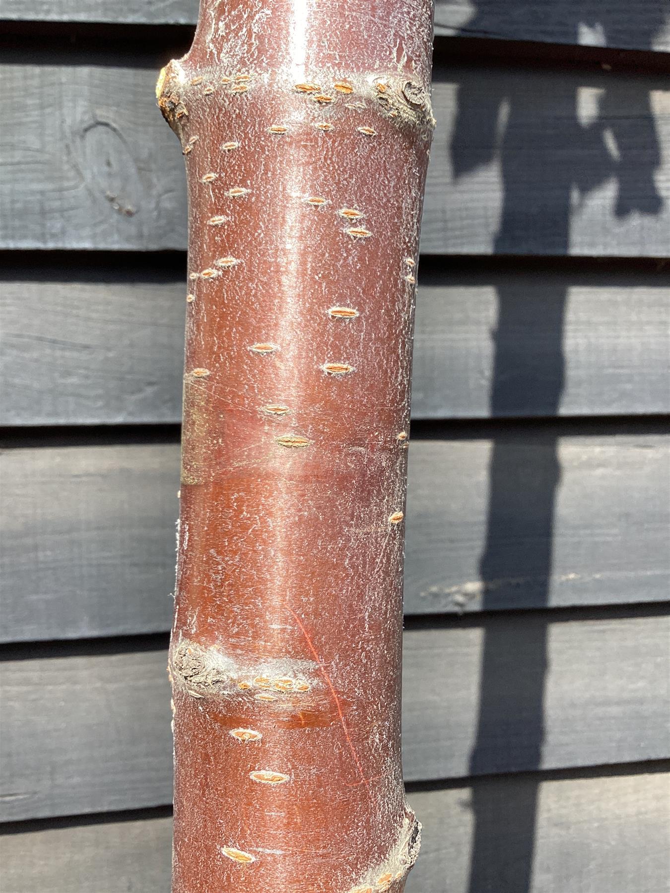 Prunus avium | Wild Cherry Tree, Clear Stem - 420-450cm, 50lt