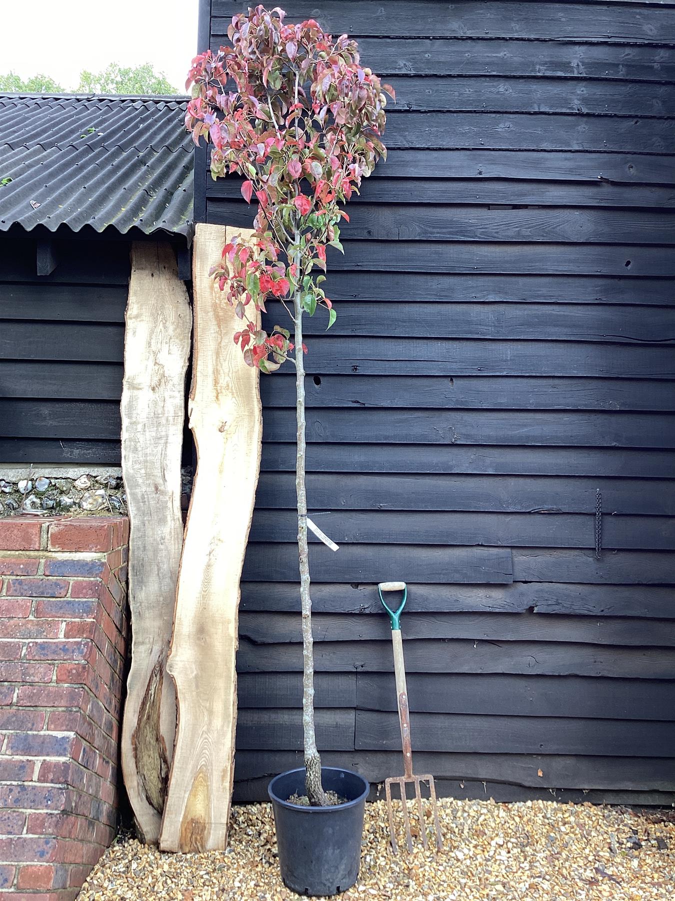 Pear - Pyrus calleryana 'Chanticleer' - 300-310cm, 30lt