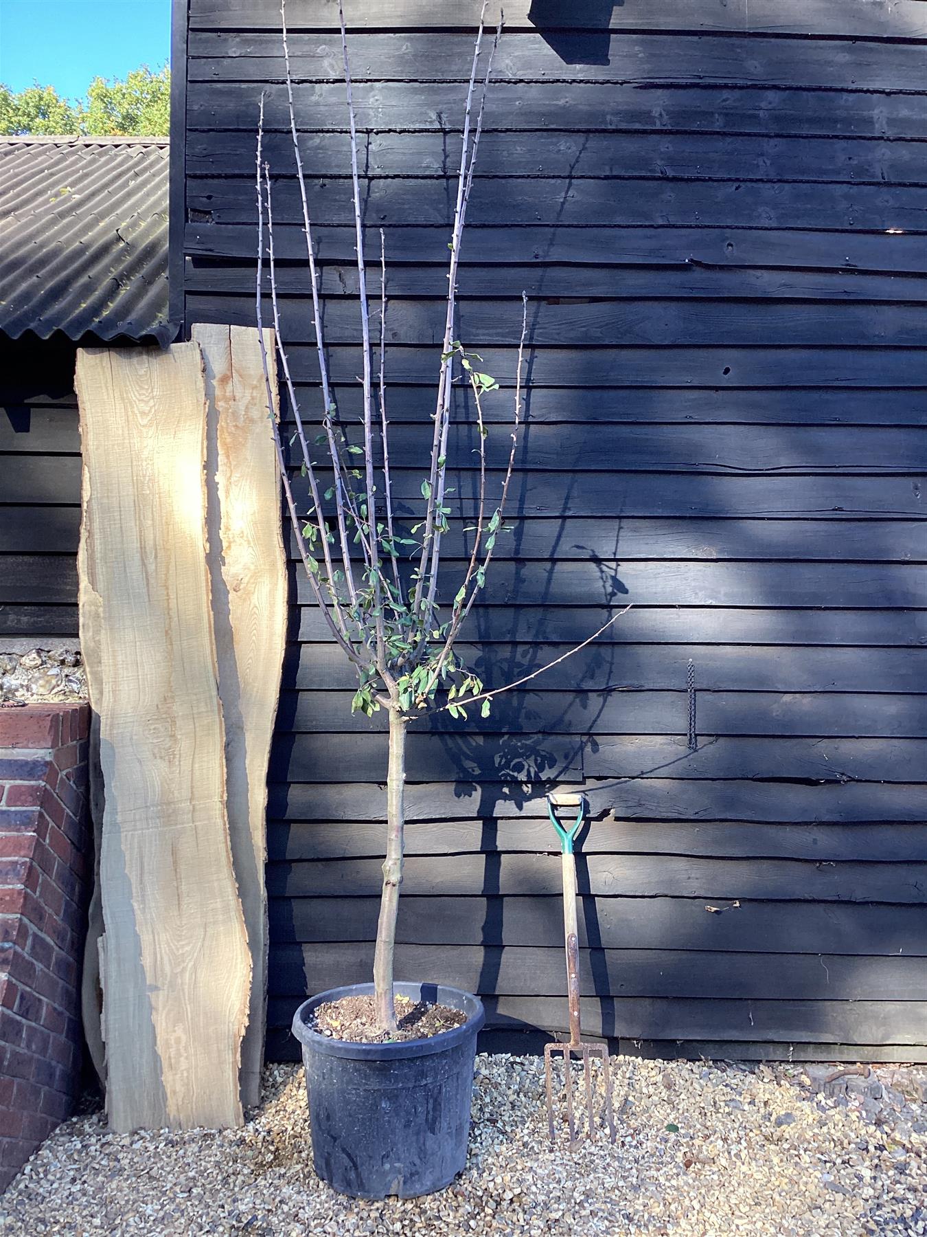 Plum - Prunus domestica - 150-180cm, 70lt