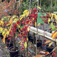 Malus Sun Rival | Weeping Crab Apple Tree - 200-250cm, 10lt