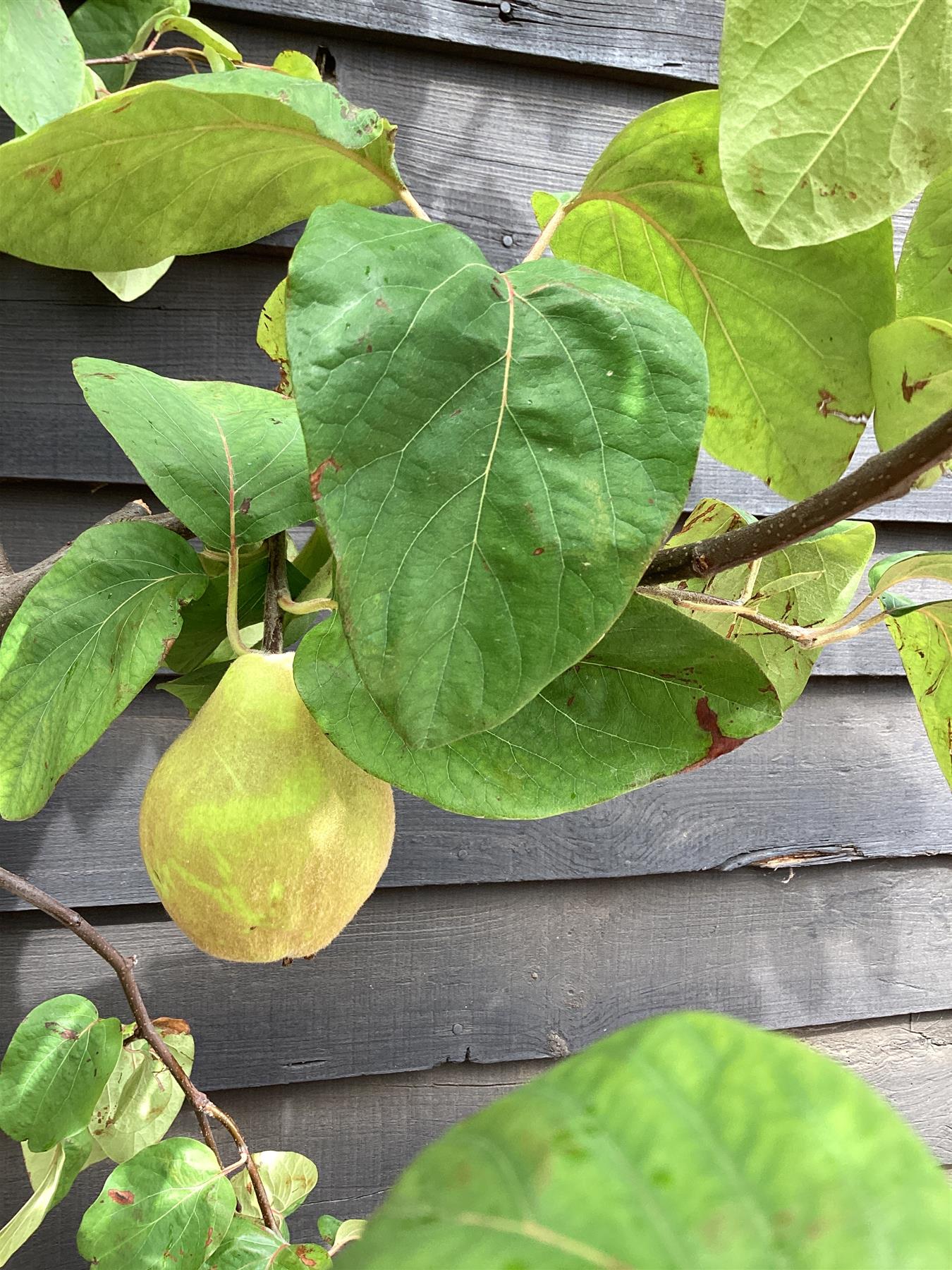 Cydonia oblonga | Common Quince 1/2 std Clear Stem - 140-180cm, 70lt