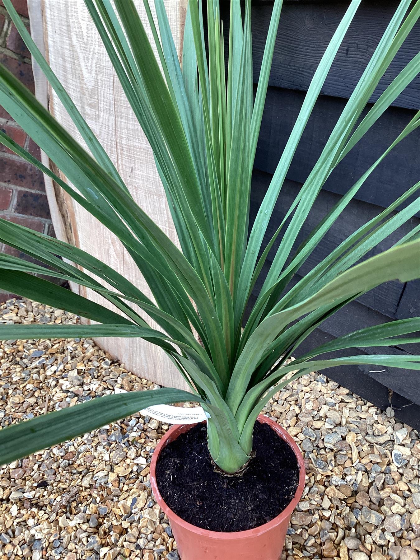 Cordyline indivisa | Mountain Cabbage Tree - 90-100cm, 5lt