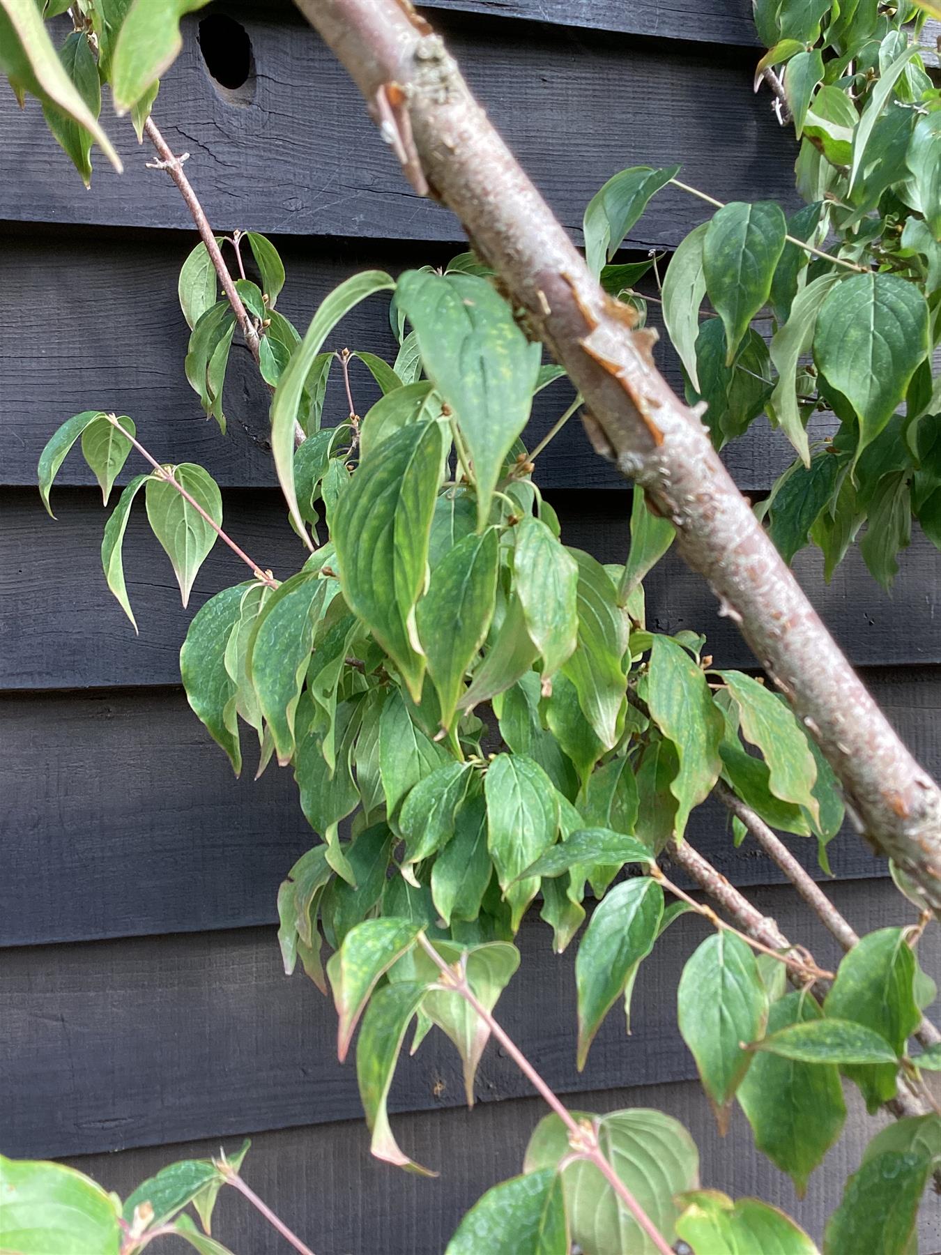 Cornus Mas | Cornelian Cherry - 250-300cm, 70lt