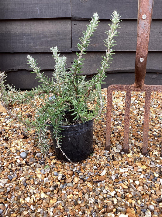 Rosemary | Rosmarinus Whitewater Silver - 2lt