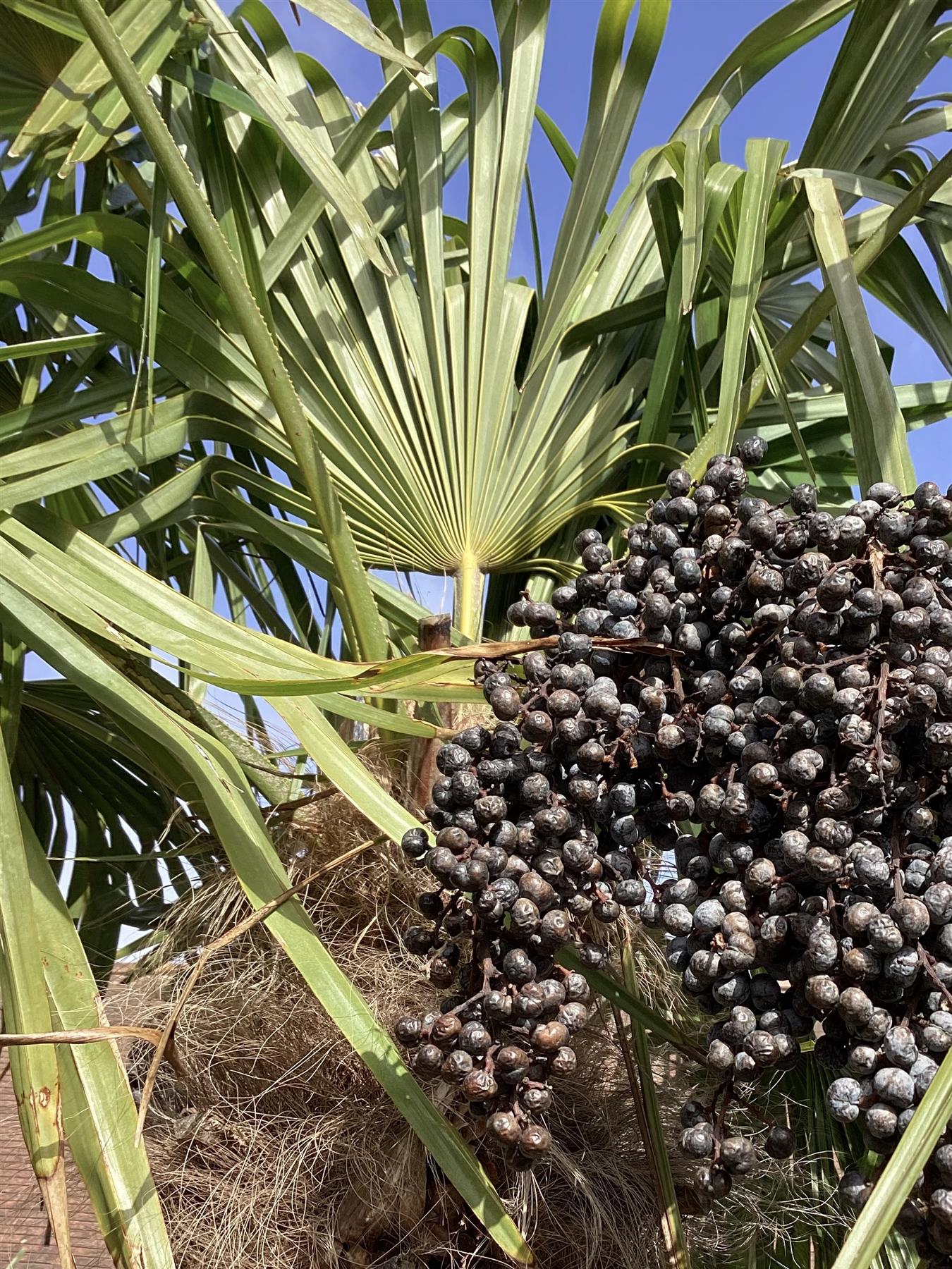 Trachycarpus fortunei | Chusan Palm - 200-250cm, 150lt