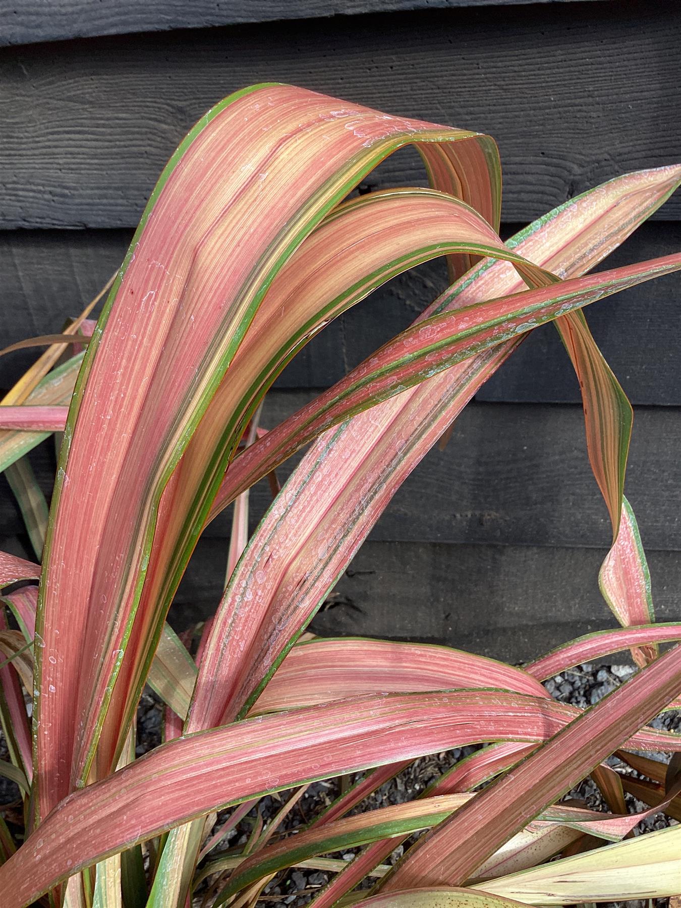 Phormium Jester | New Zealand Flax ‘Jester’ - 90-120cm, 10lt