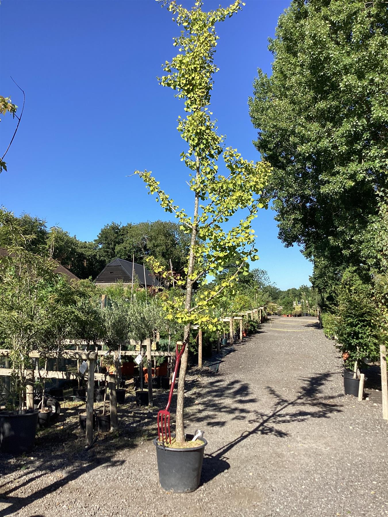 Ginkgo biloba | Maidenhair Tree - 400-450cm, 70lt